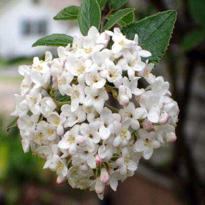 Carlcephalum Viburnum Shrub