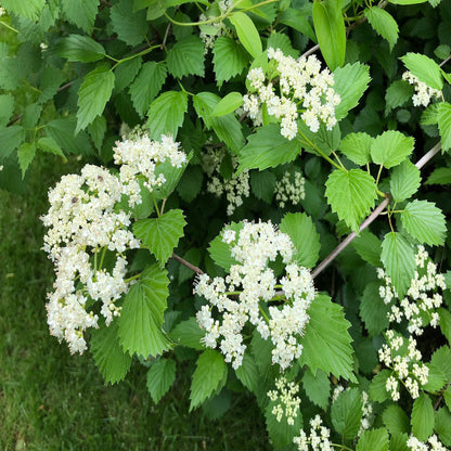 Igloo Viburnum is a Deciduous Shrub