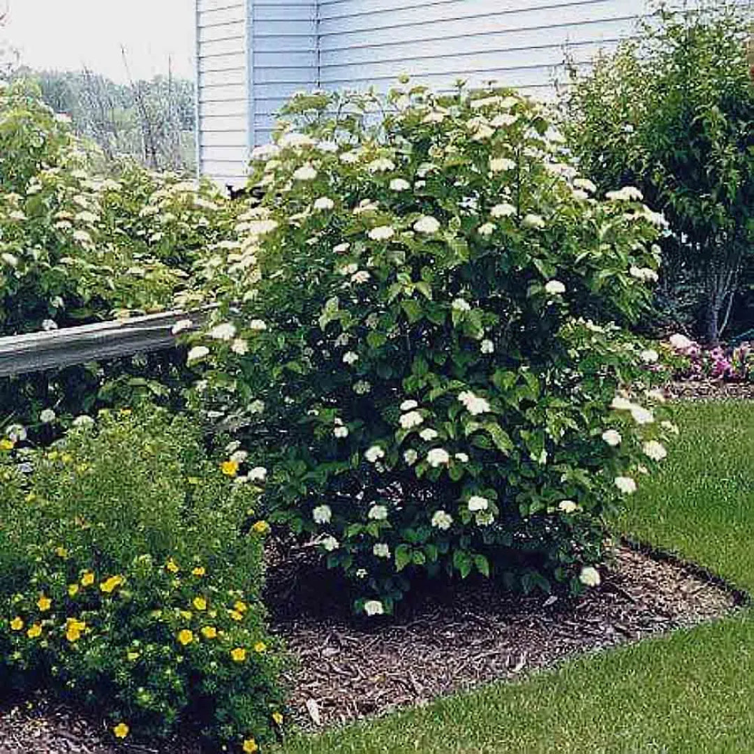Arrowwood Viburnum Shrubs
