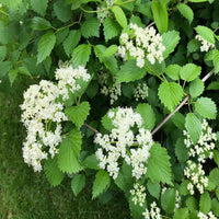Igloo Viburnum Deciduous Shrub with Spring Flowers and Fall Color