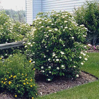 Arrowwood Viburnum Shrub Dense with Green Foliage and White Blooms