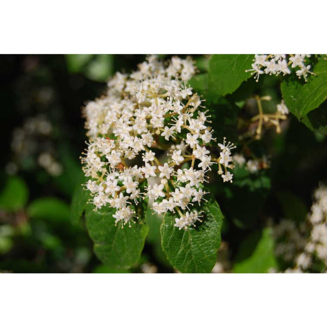 Viburnum luzonicum Shrub