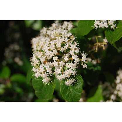 Viburnum luzonicum Shrub