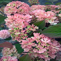 Vibrant Kern's Pink Snowball Viburnum Shrub Ideal for Flowering Borders