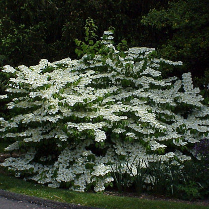 Shasta Viburnum Shrub