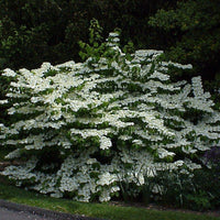 Shasta Viburnum Shrub Featuring Broad White Flower Clusters