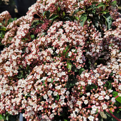 Spring Bouquet Viburnum Shrub