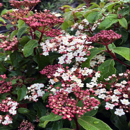 Spring Bouquet Viburnum Shrub