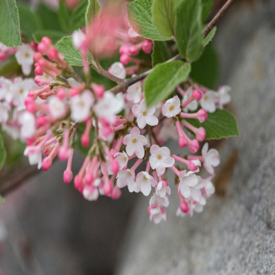 Juddii Viburnum Shrub