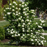 Common Snowball Viburnum Shrub Featuring Dense White Blossoms