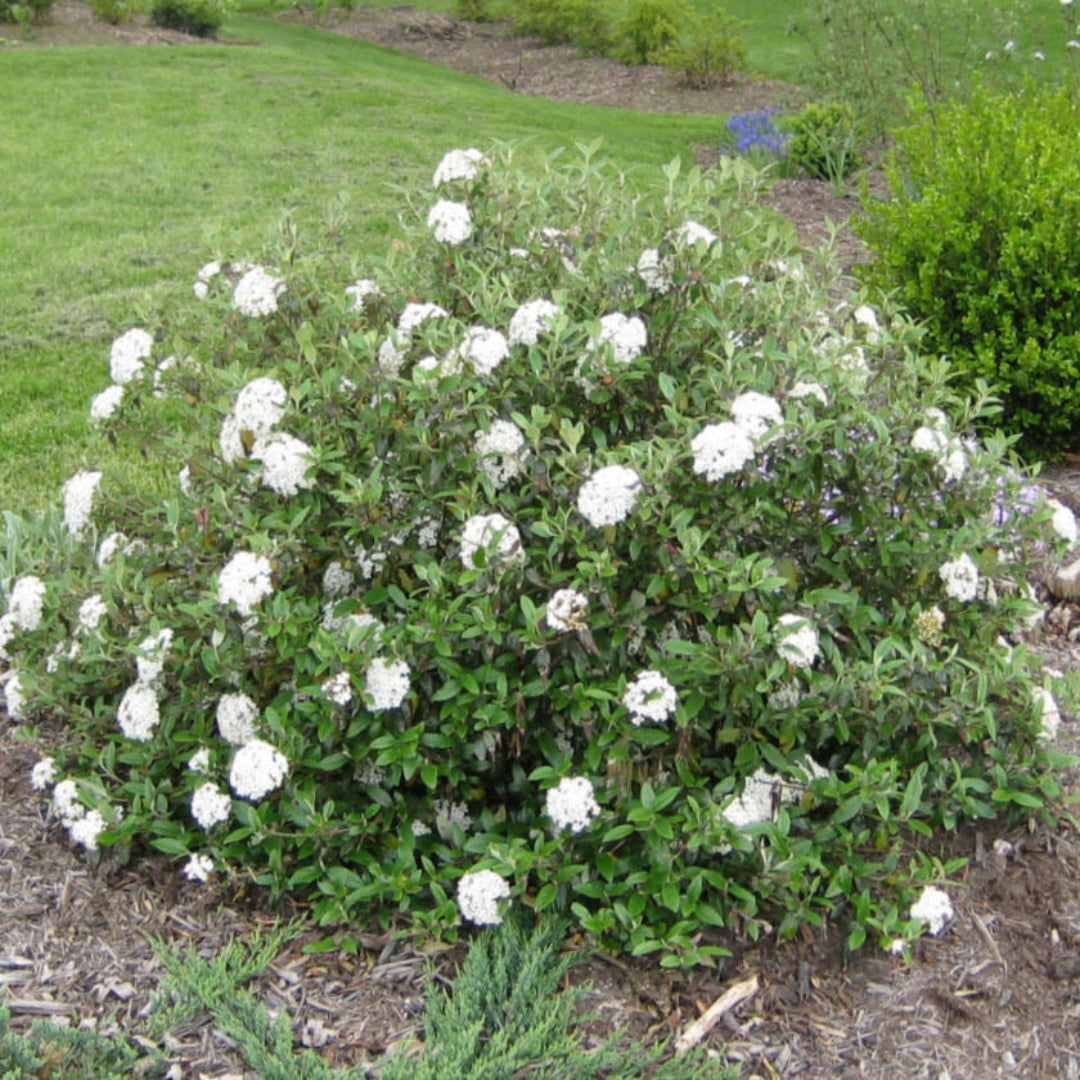Viburnum Conoy-Small Shrub, Fragrant Flat