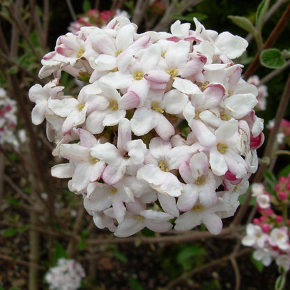Mohawk Viburnum Shrub