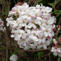 Spring Blooming Mohawk Viburnum Shrub with Pink Buds and White Clusters