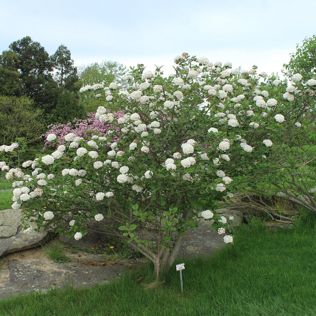 Carlessi Viburnum Shrub