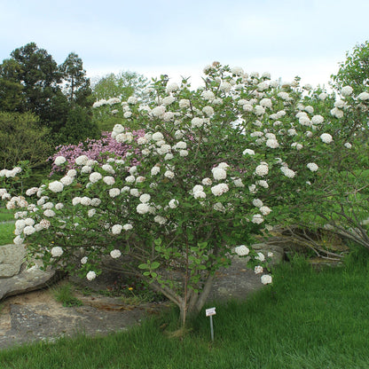 Carlessi Viburnum Shrub