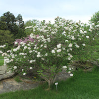 Close-Up of Carlessi Viburnum Shrub White Blossoms and Dark Green Leaves