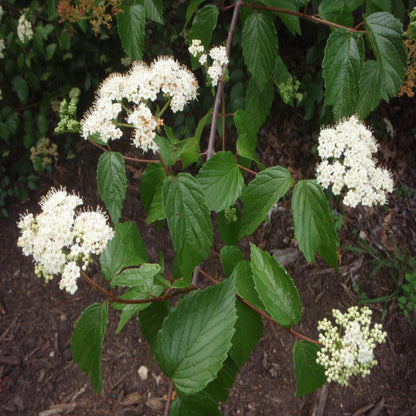 Igloo Viburnum is a Deciduous Shrub