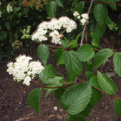 Arrowwood Viburnum Shrubs