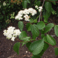 Arrowwood Viburnum Shrub Blooming with Flat-Topped White Flower Clusters