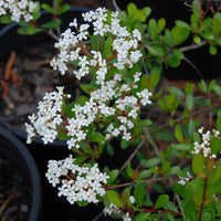 Viburnum obovatum ‘Mrs. Schiller’s Delight’ – dwarf viburnum bush with fragrant spring flowers