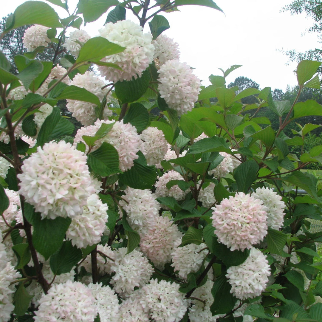 Mary Milton Viburnum