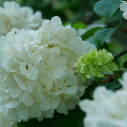 Lime Martini Viburnum