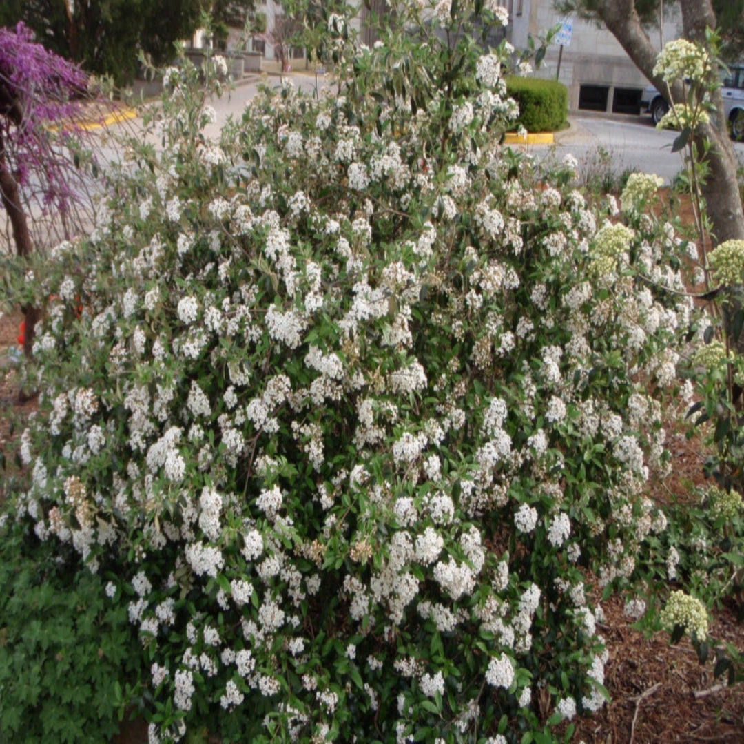 Viburnum Conoy-Small Shrub, Fragrant Flat