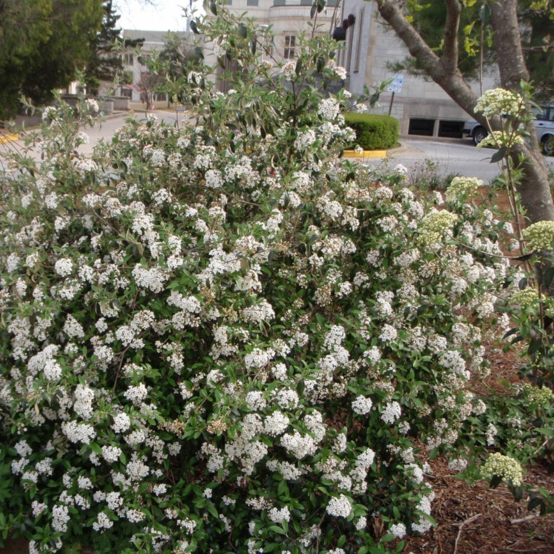 Viburnum Conoy-Small Shrub, Fragrant Flat