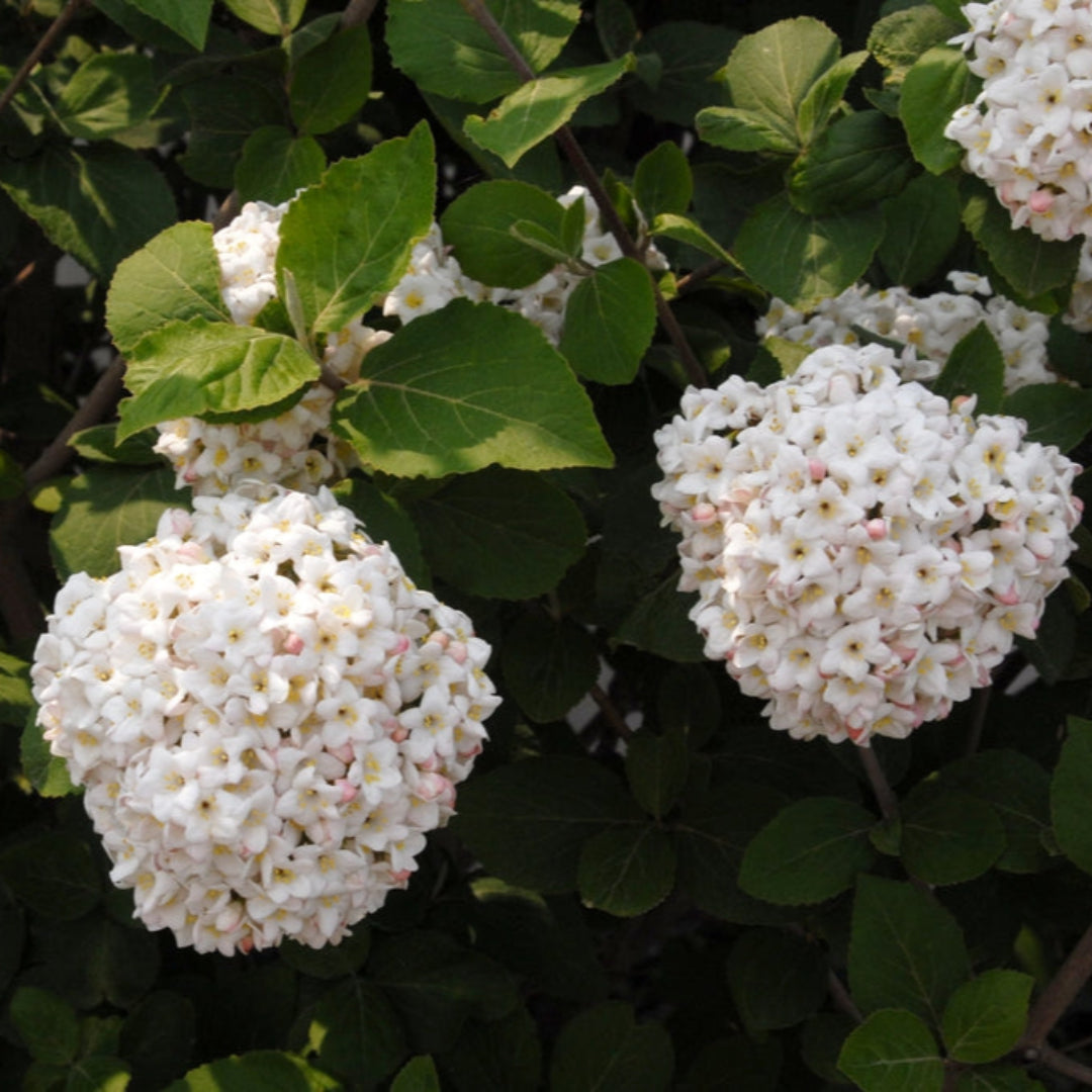 Carlessi Viburnum Shrub