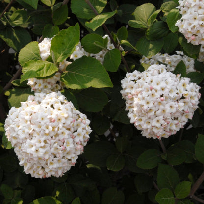 Carlcephalum Viburnum Shrub