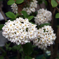 Close-Up of Cayuga Viburnum Shrub Flowers and Deep Green Leaves