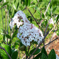 Korean Spice Viburnum Shrub with Pink Buds Opening to White Flowers