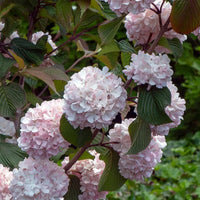 Kern's Pink Snowball Viburnum Shrub with Large Pink-White Flower Clusters