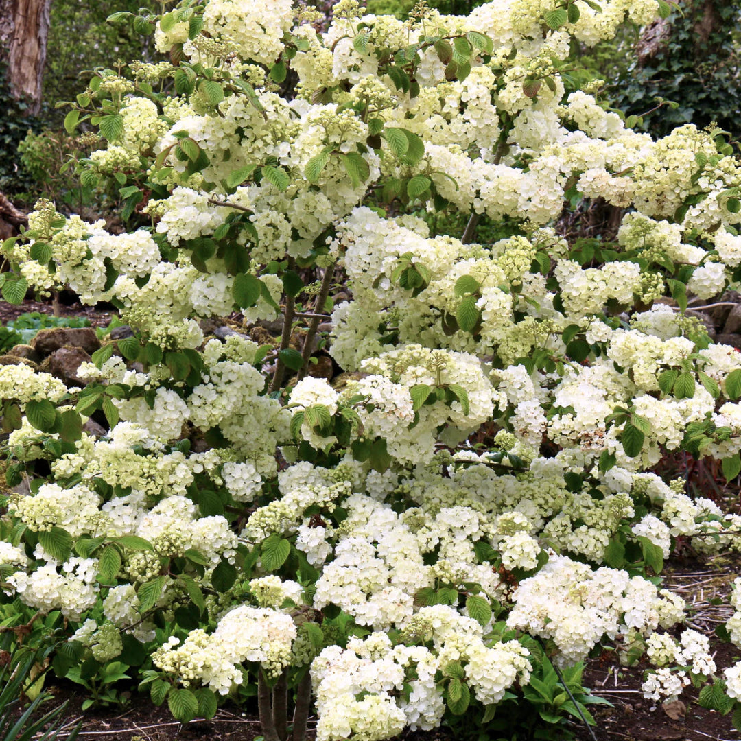 Popcorn Viburnum Shrub Covered in White Popcorn-Like Blossoms