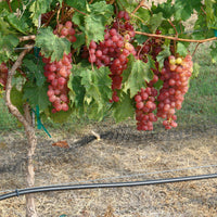Victoria Red Grape Vine