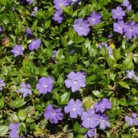 Vinca minor ‘Illumination’ (Lesser Periwinkle) (10)ct Flat  of 4" pot