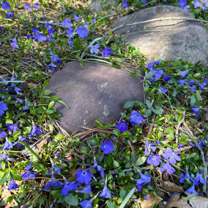 Periwinkle Vinca minor rock garden plant