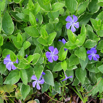 Vinca major &