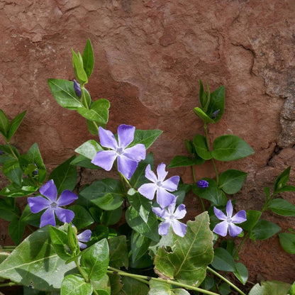 Vinca major periwinkle flowers and lush green leaves close-up