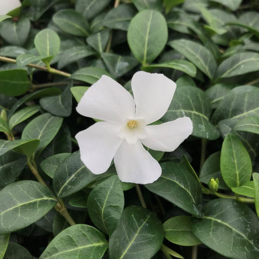 Vinca minor &