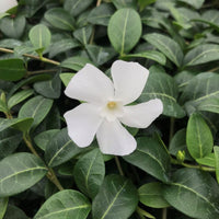 Vinca minor 'Alba' (White Periwinkle, Myrtle) - [EG]