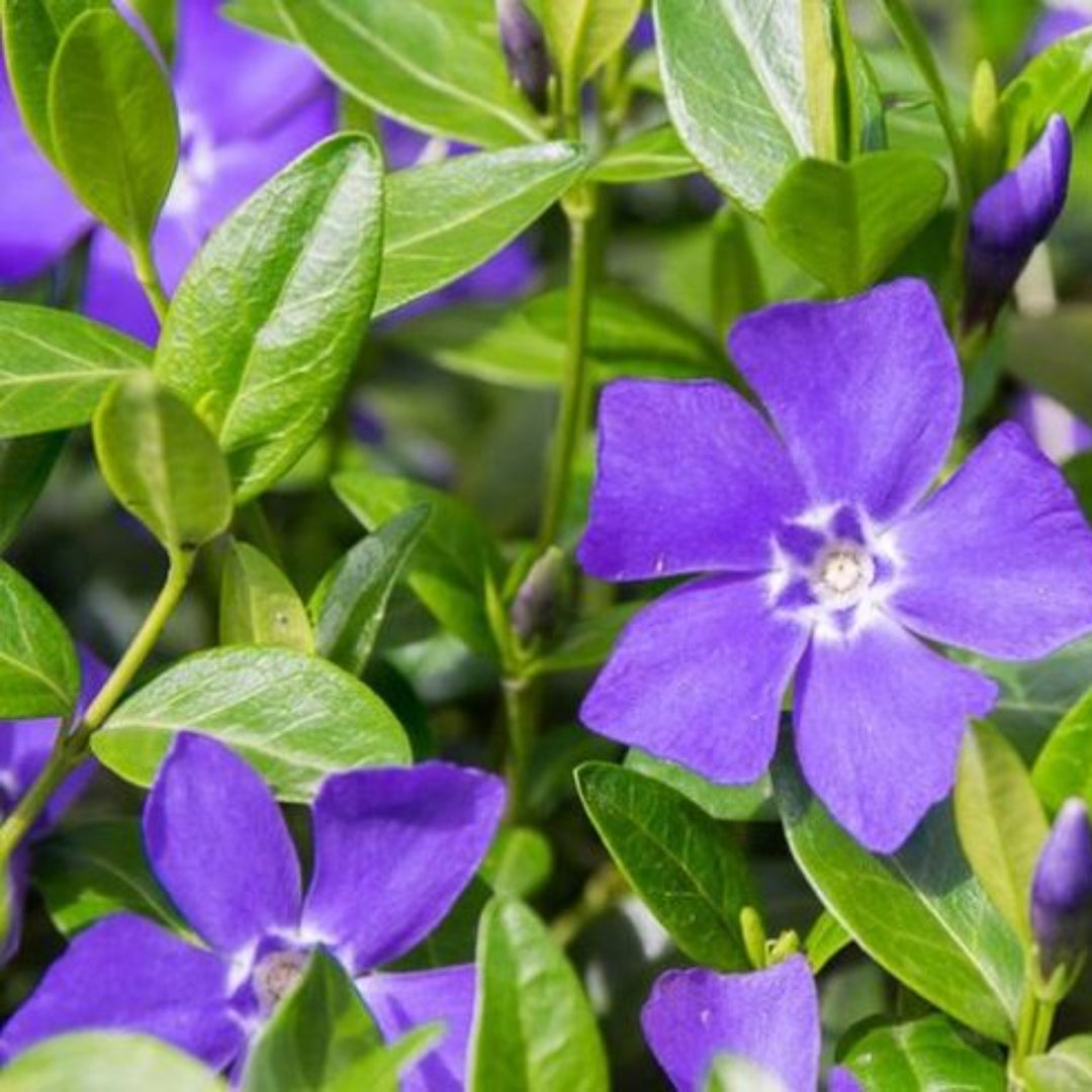 Vinca major (Large Leaf Periwinkle) - [EG]