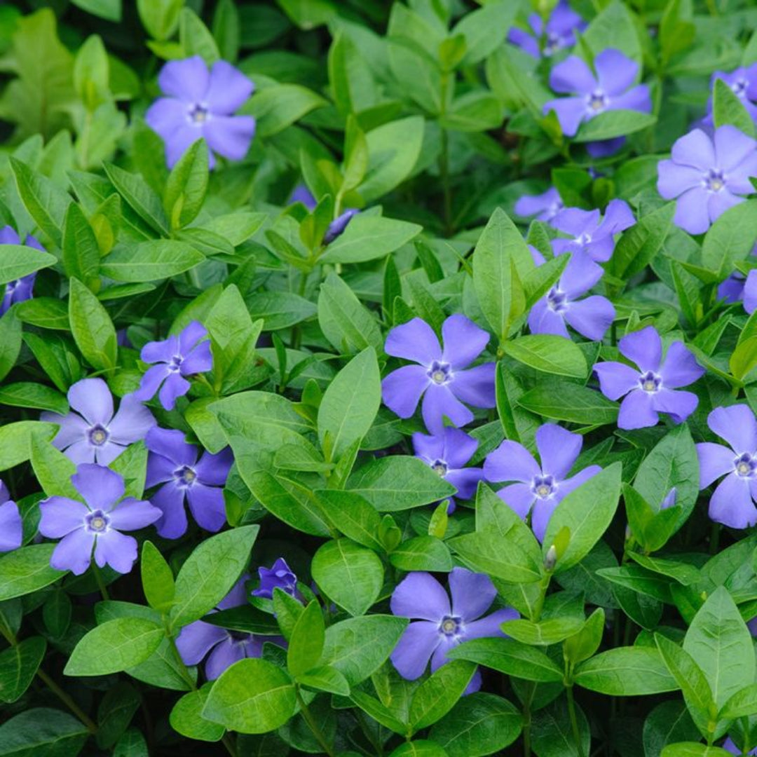 Vinca major (Large Leaf Periwinkle) - [EG]