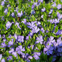 Vinca minor ‘Illumination’ (Lesser Periwinkle) (10)ct Flat  of 4" pot