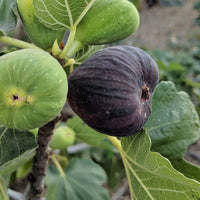 Violet-colored figs growing on Bordeaux Fig Tree