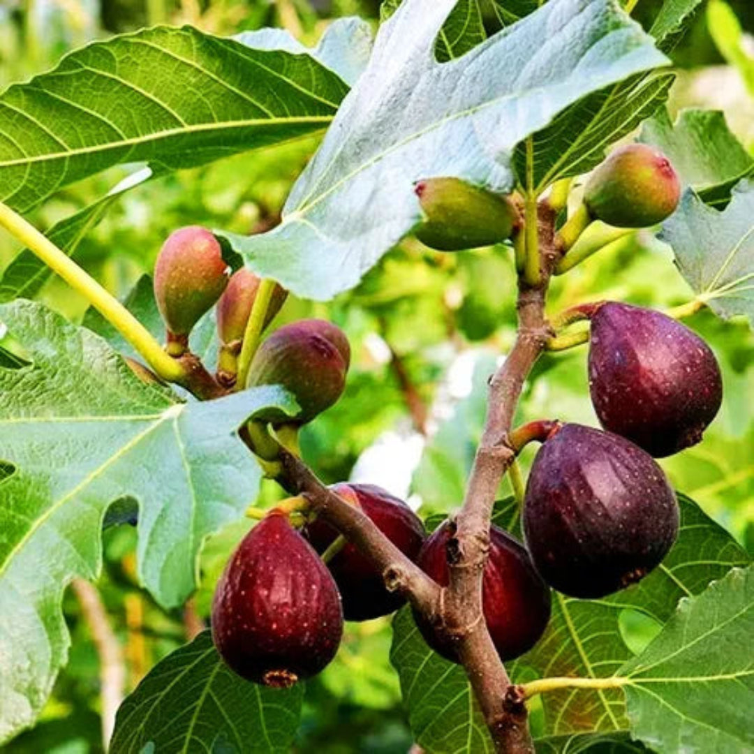 Bordeaux Fig Tree