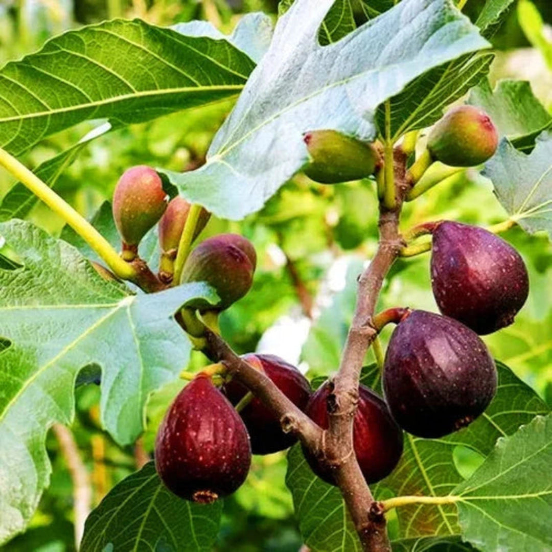 Lush green Bordeaux Fig Tree at harvest season