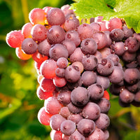 Vanessa Seedless Grapes vine with ripe red seedless grape clusters