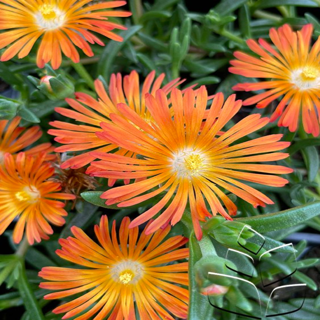 Ice Plant - Delosperma Ocean Sunset &