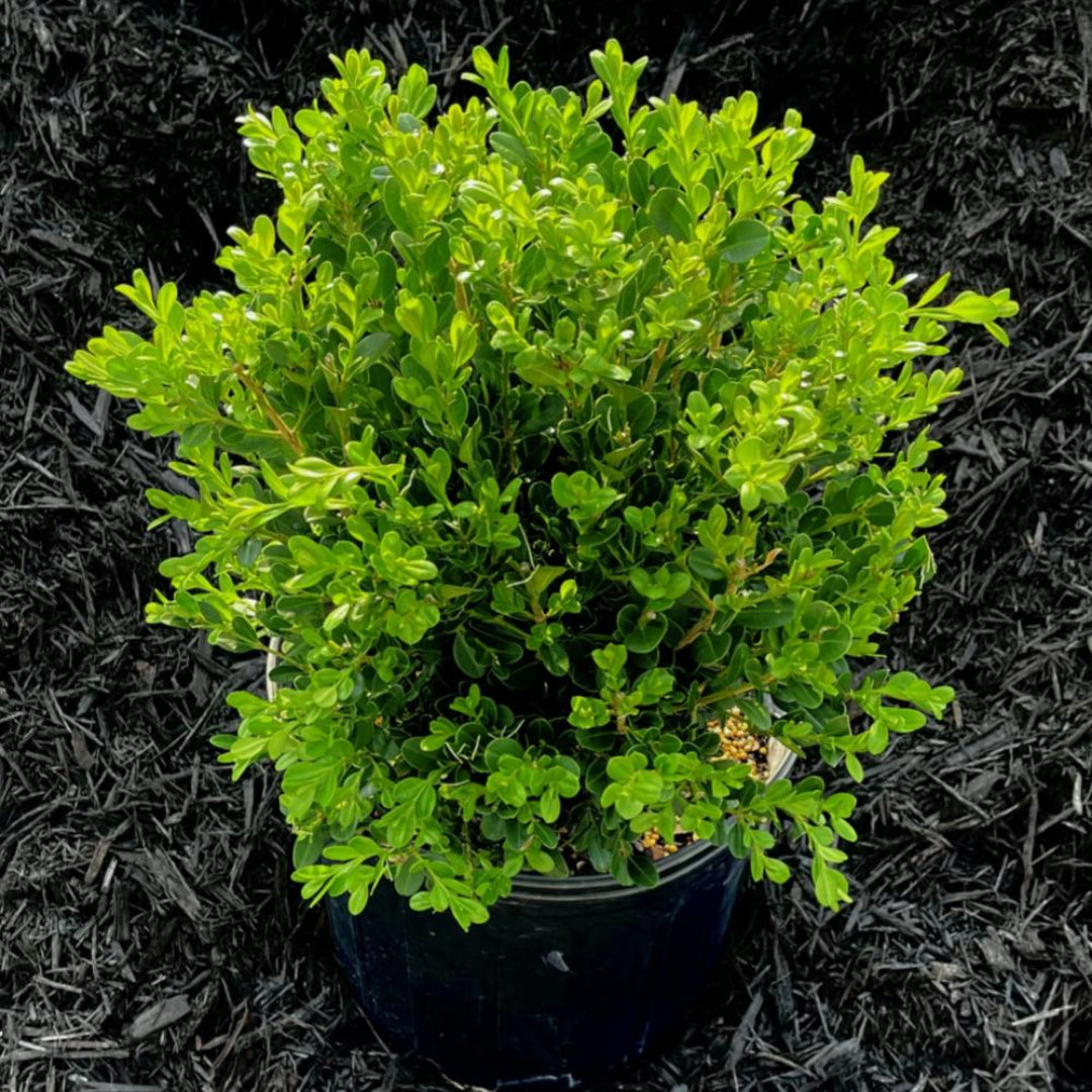 Korean Boxwood Wintergreen